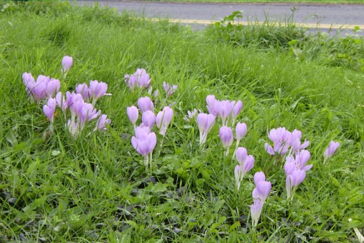 Colchicum byzantinum growing on the driveway slope