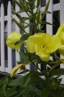 large lemon yellow flower