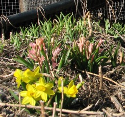 little daffodils and emerging multiflora hyacinths