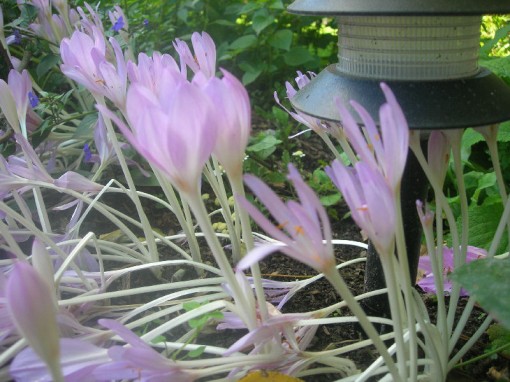Bub's colchicums, side view - photo taken by Talitha Purdy on September 30, 2006
