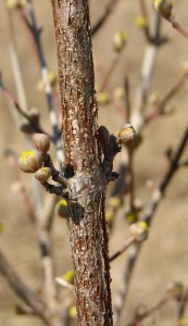 yellow buds of 'Spring Glow' Cornelian cherry