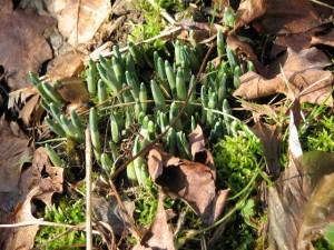 image of emerging snowdrops