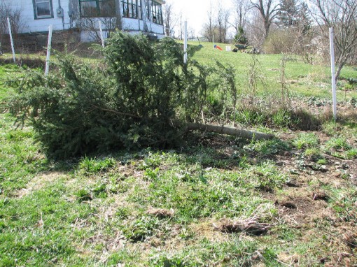 The pine tree is cut down and dragged to a different spot inside the chicken yard.