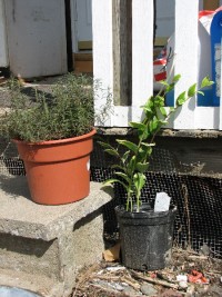 image of two potted plants