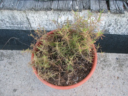 Frost damaged rosemary showing new growth