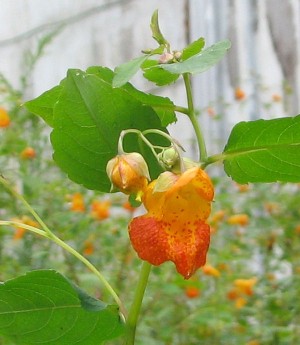 Spotted jewelweed up close