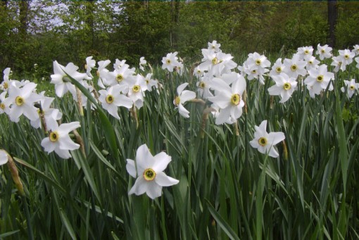 Image of Narcissus poeticus flowers