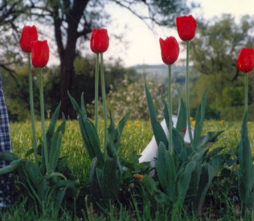 Tulips I grew in 1989