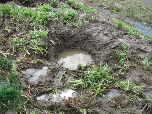 Hole dug for second winterberry. Note ripple of current in lower left quadrant of hole.