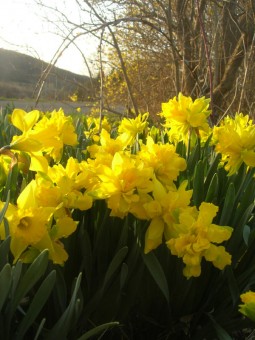 image of 'Van Sion' daffodil