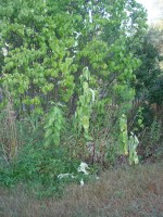 image of wilted lilac bush and milkweed