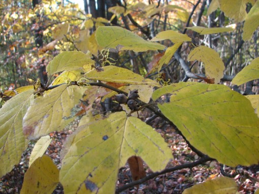 Seeds, flowers, and leaves of witch hazel