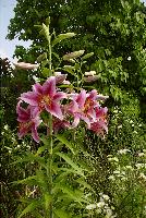 Image of pink Oriental lilies