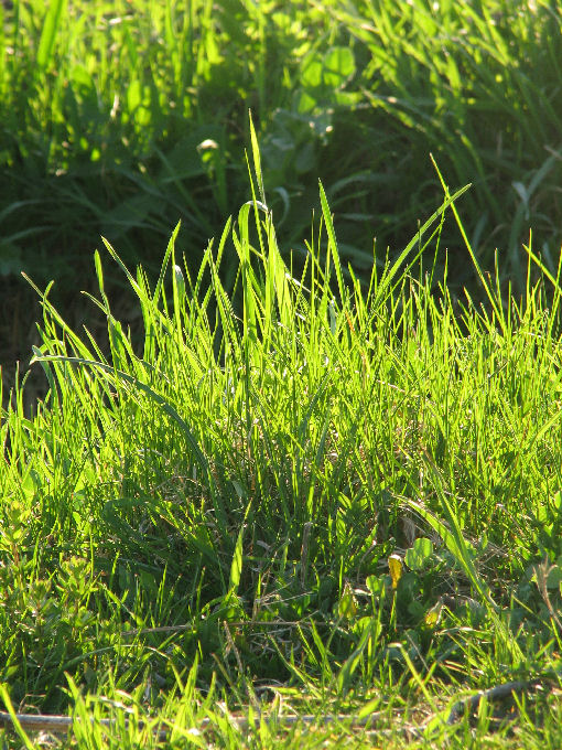 Spring grass. Photo taken by Cadie on May 1, 2006