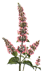 Image of catnip in bloom