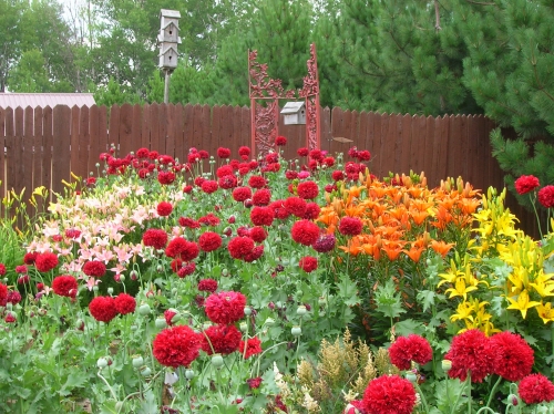 Image of flower bed featuring double red poppies