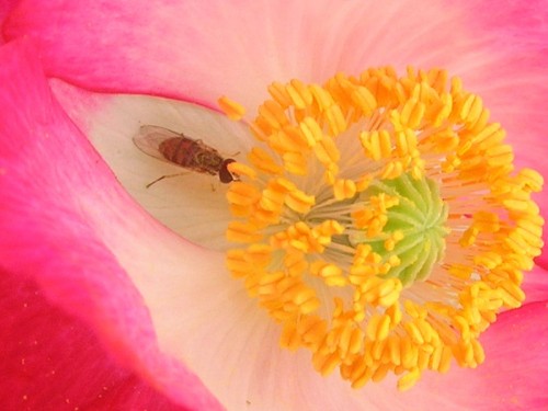 Image of a bee in the center of a corn poppy