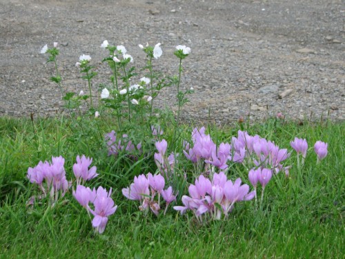Image of colchicums and white mallow