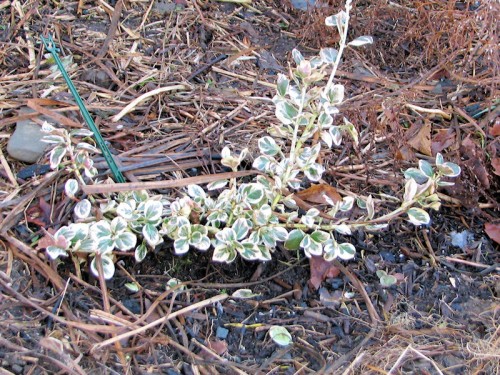 Image of variegated euonymus shrub