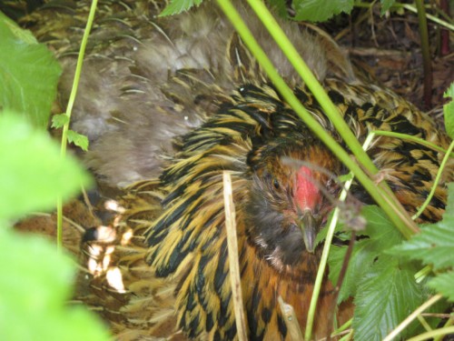 Image of mother hen in filipendula