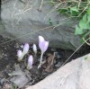 Image of flowers emerging from soil between two rocks