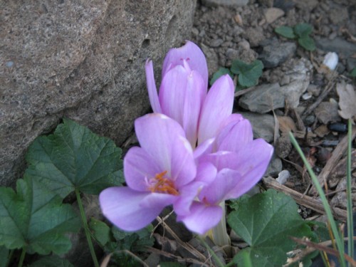 Image of partially opened colchicums