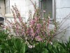Flowering almond in the ell of the house
