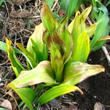 Image of colchicum yellow and brown colchicum foliage