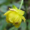 Image of yellow globeflower