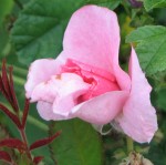 Image of a pink rose in bud