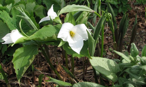 Image of great white trillium and 'Looking Glass' brunnera