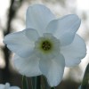 Narcissus 'Achnasheen'