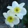 Narcissus 'Eland'