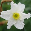 Narcissus 'Irish Laddie'