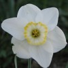 Narcissus 'Rimmon'