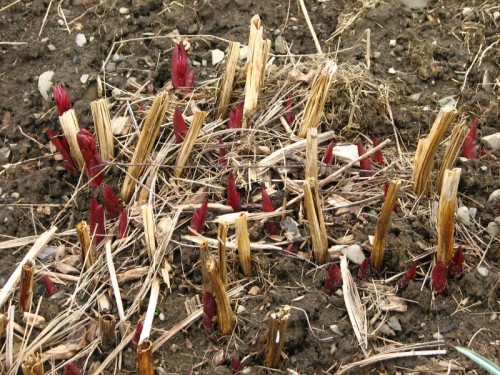Peonies sprouting