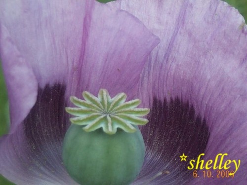 Image of inner flower structure of a breadseed poppy