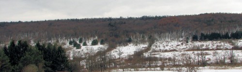Image of dormant trees on hillside showing red tinge