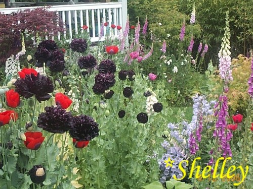 Image of black (extremely dark purple) peony poppies with foxgloves