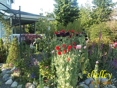 Image of garden with poppies, larkspur, and foxgloves