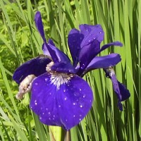 inherited Siberian iris