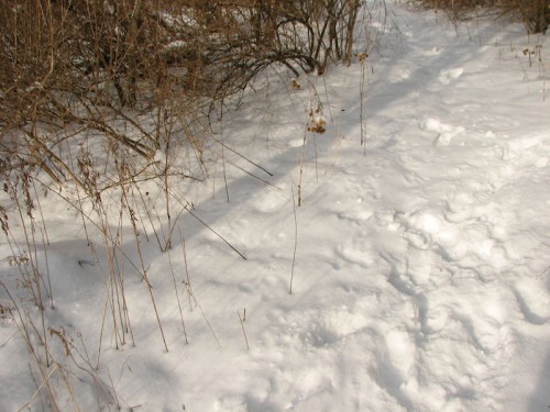 Image of snowy path with brown weeds poking through the snow on the left