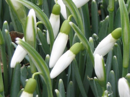 Image of snowdrops which have dropped, but not opened