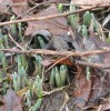 Image of emerging snowdrops