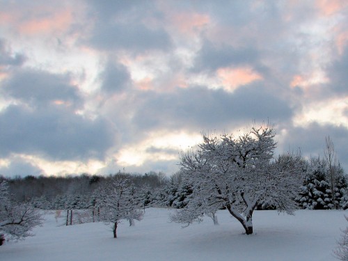 Image of snowy apple tree at sunrise