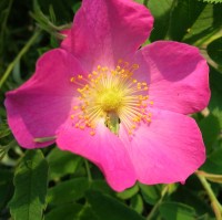 Inherited native rose