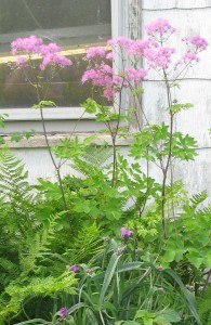 'Black Stockings' meadow rue and 'Concord Grape' spiderwort
