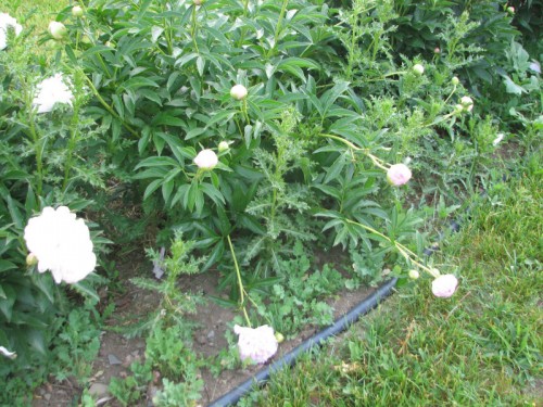 Canada thistle weaves throughout the peony bed