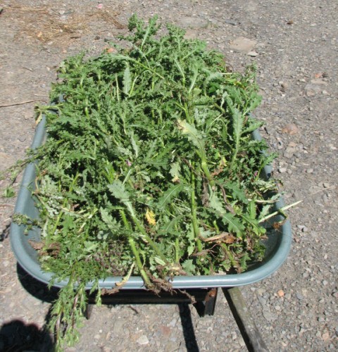 A wheelbarrow full of snipped thistles
