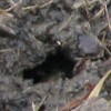 Image of small hole in earth
